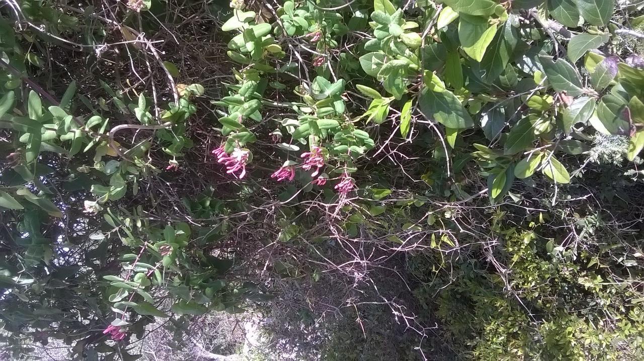 Pensione Ana Mali Lošinj Esterno foto